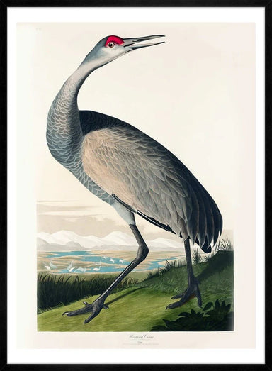 Whooping Crane Vintage Bird Wall Art Print - stoneandbeige