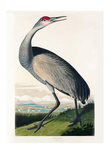 Whooping Crane Vintage Bird Wall Art Print - stoneandbeige