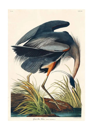 Blue Heron Vintage Antique Bird Print 70x100 - stoneandbeige