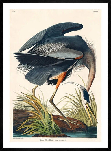 Blue Heron Vintage Antique Bird Print 70x100 - stoneandbeige