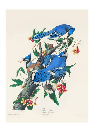 Blue Jay Birds Vintage Wall Print - stoneandbeige
