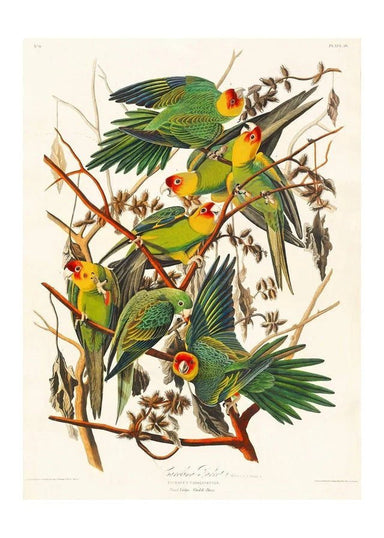 Colourful Carolina Parrot Vintage Print - stoneandbeige