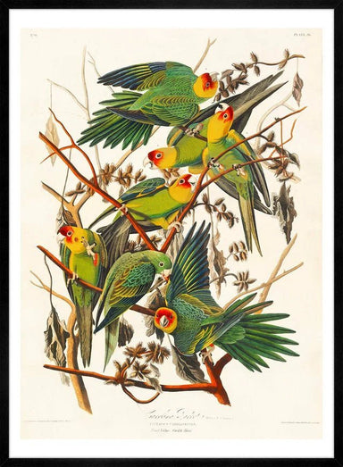 Colourful Carolina Parrot Vintage Print - stoneandbeige