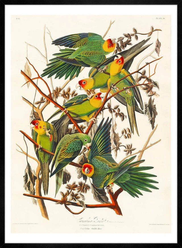 Colourful Carolina Parrot Vintage Print - stoneandbeige