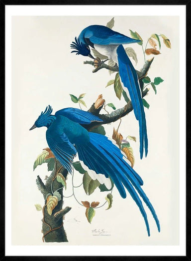 Columbia Blue Jay Vintage Bird Print - stoneandbeige