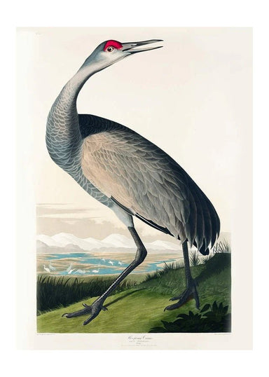 Crane Vintage Wall Art Print - stoneandbeige