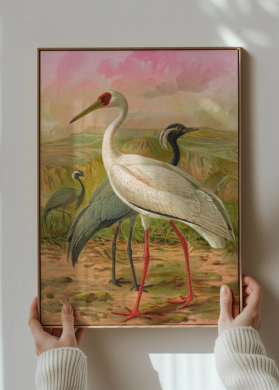 Demoiselle Crane Vintage Bird Print - stoneandbeigeDemoiselle Crane Vintage Bird Print