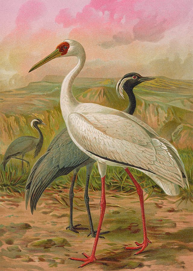 Demoiselle Crane Vintage Bird Print - stoneandbeige