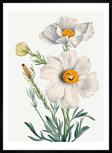 Matilija Poppy Flower Illustration Print - stoneandbeige