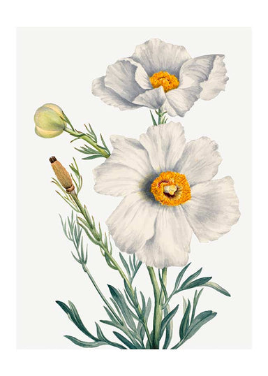 Matilija Poppy Flower Illustration Print - stoneandbeige