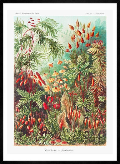 Mushroom Forest Vintage Antique Print - stoneandbeige