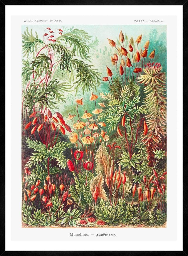 Mushroom Forest Vintage Antique Print - stoneandbeige