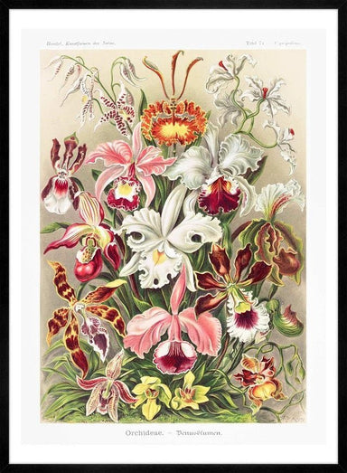 Orchidea Flowers Vintage Antique Print - stoneandbeige