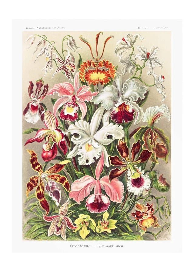 Orchidea Flowers Vintage Antique Print - stoneandbeige