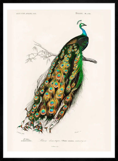 Peacock Vintage Wall Art Print - stoneandbeige