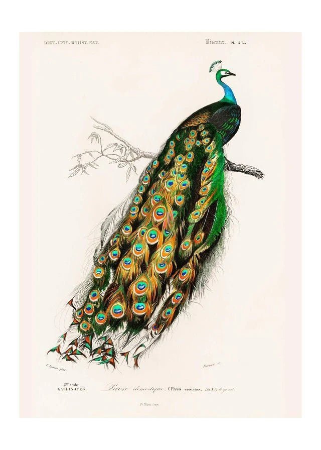 Peacock Vintage Wall Art Print - stoneandbeige