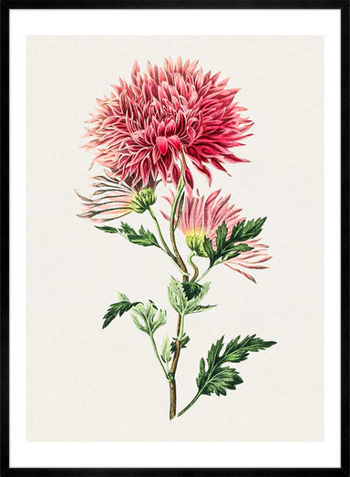 Pink Chrysanthemum Wall Art Print - stoneandbeige