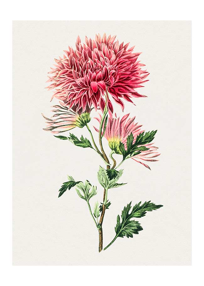 Pink Chrysanthemum Wall Art Print - stoneandbeige