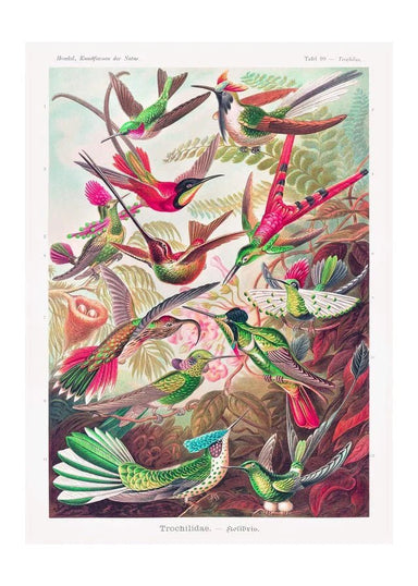 Tropical Birds Vintage Art Print - stoneandbeige