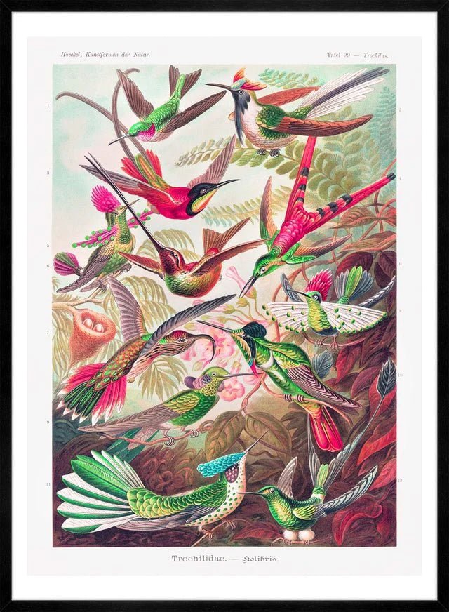 Tropical Birds Vintage Art Print - stoneandbeige