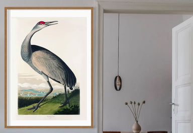 Whooping Crane Vintage Print Vintage Print - stoneandbeige