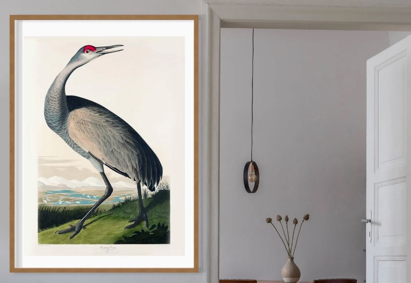 Whooping Crane Vintage Print Vintage Print - stoneandbeige