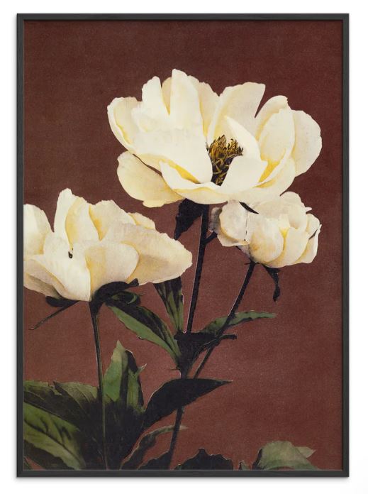 Haerdaceous Paeony Print