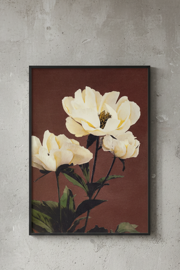 Haerdaceous Paeony Print
