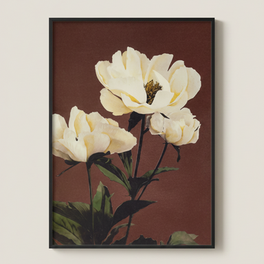 Framed herbaceous peony botanical print with detailed petals and foliage.