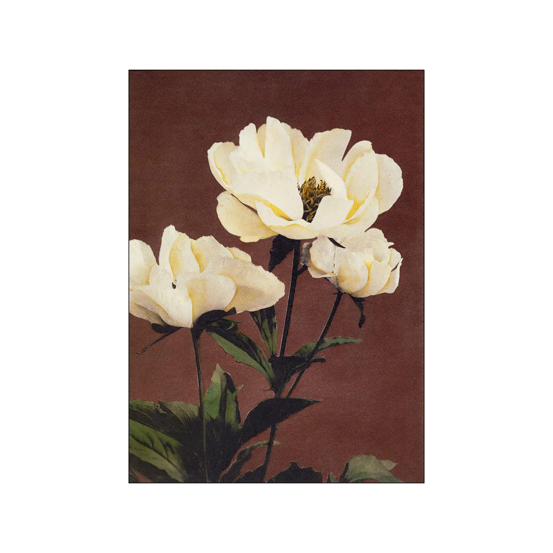 Haerdaceous Paeony Print