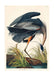 Blue Heron Vintage Antique Bird Print 70x100 - stoneandbeige