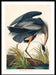 Blue Heron Vintage Antique Bird Print 70x100 - stoneandbeige