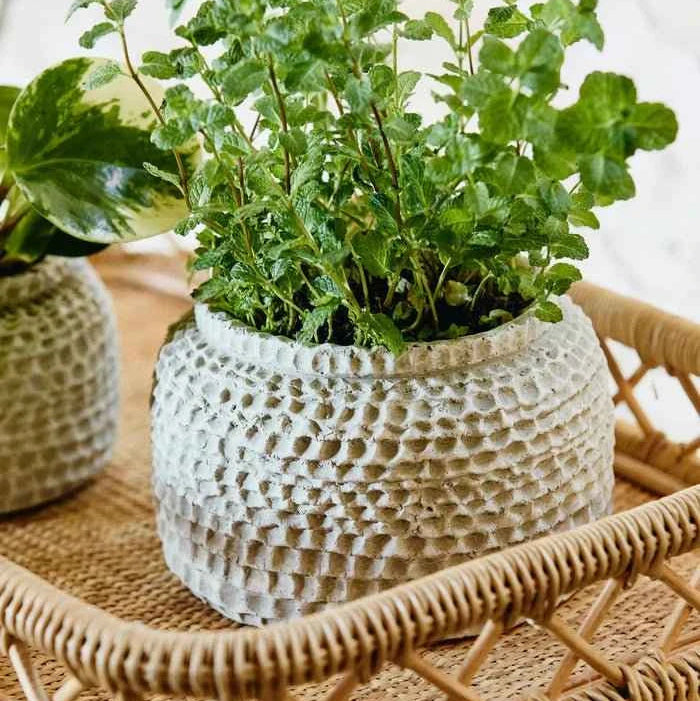 Cement Beige Tone Plant Pot