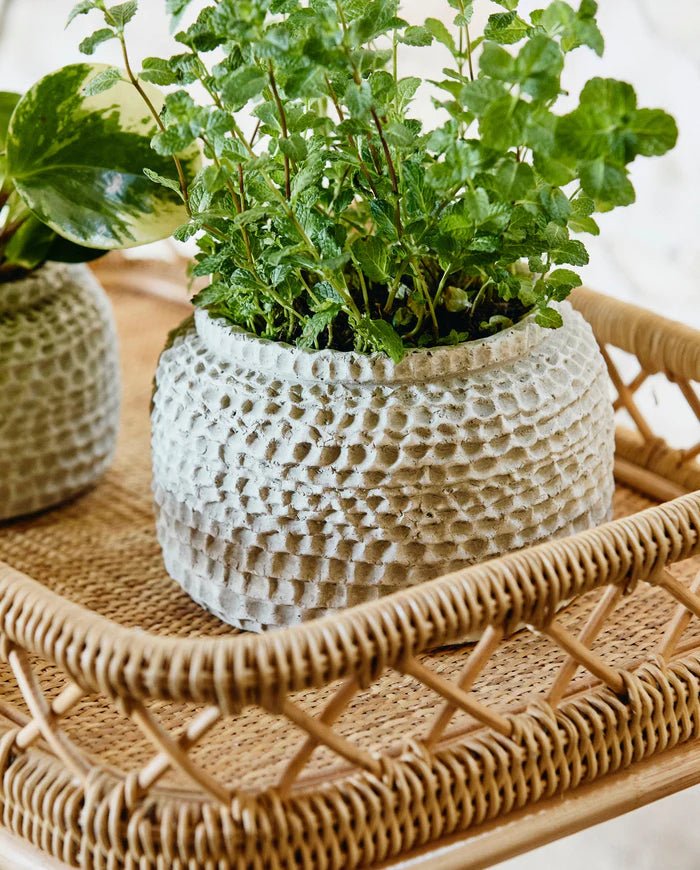 Cement Beige Tone Plant Pot - stoneandbeige