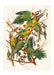 Colourful Carolina Parrot Vintage Print - stoneandbeige