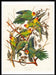 Colourful Carolina Parrot Vintage Print - stoneandbeige