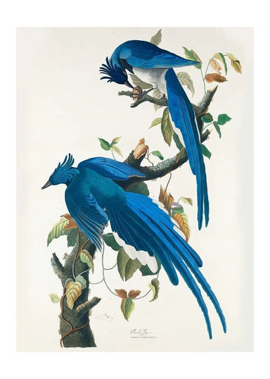 Columbia Blue Jay Vintage Bird Print - stoneandbeige