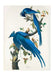 Columbia Blue Jay Vintage Bird Print - stoneandbeige