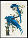 Columbia Blue Jay Vintage Bird Print - stoneandbeige