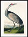 Crane Vintage Wall Art Print - stoneandbeige