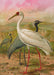 Demoiselle Crane Vintage Bird Print - stoneandbeige