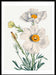 Matilija Poppy Flower Illustration Print - stoneandbeige