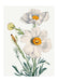 Matilija Poppy Flower Illustration Print - stoneandbeige