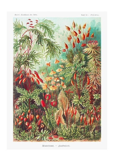Mushroom Forest Vintage Antique Print - stoneandbeige