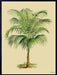 Palm Tree Print - stoneandbeige