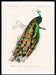 Peacock Vintage Wall Art Print - stoneandbeige