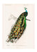 Peacock Vintage Wall Art Print - stoneandbeige