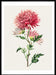 Pink Chrysanthemum Wall Art Print - stoneandbeige