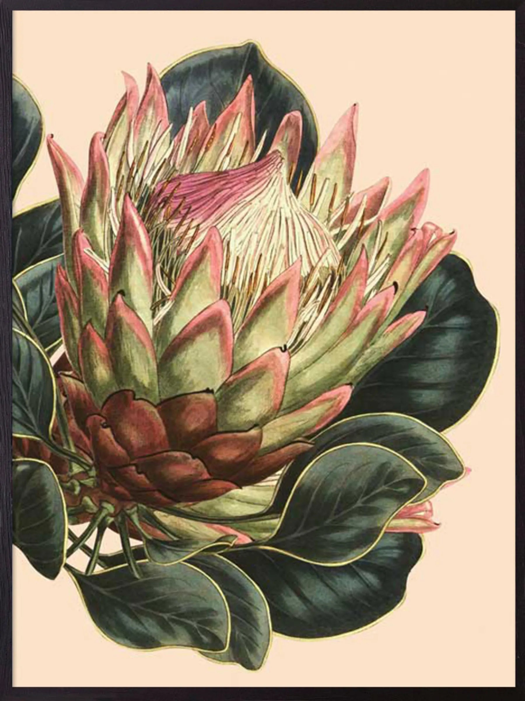 Large White Protea Print