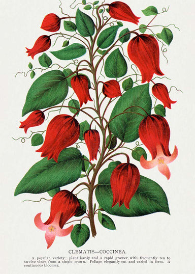 Red Flower Clematis Coccinea Vintage Print - stoneandbeige